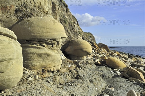 Rounded nodules on the beach near Osmington Mills, made of calcite-cemented sandstone, come from