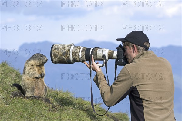 Wildlife photographer taking pictures of tame Alpine marmot (Marmota marmota) with long telephoto
