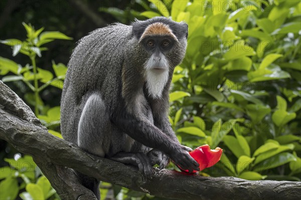 De Brazza's monkey (Cercopithecus neglectus) native to Central Africa, eating fruit in tree