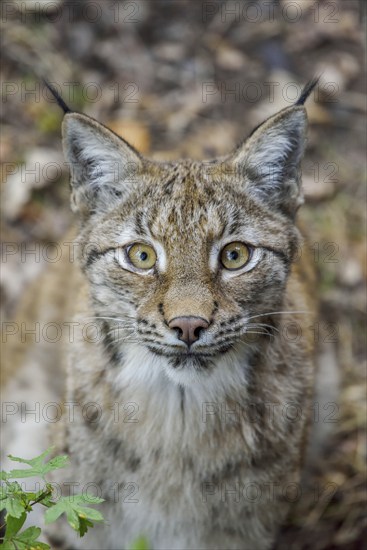 Eurasian lynx (Lynx lynx), portrait, Parc Animalier de Sainte-Croix, near Rhodes, Moselle,