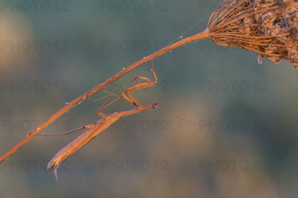 Praying Mantis (Mantis religiosa), Burgenland, Austria, Europe