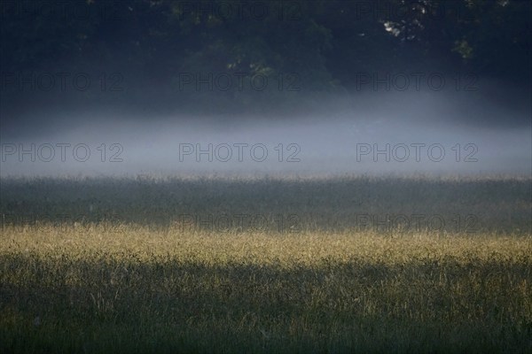 Summer morning atmosphere, morning fog, Germany, Europe