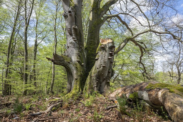 Old copper beech (Fagus sylvatica) with tinder fungus (Fomes fomentarius), triple beech, one trunk