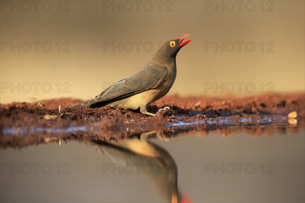 Red-billed oxpecker (Buphagus erythrorhynchus), adult, at the water, drinking, alert, Kruger