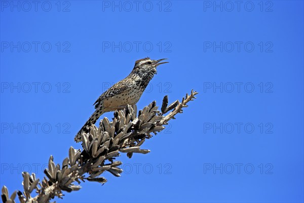 Cactus wren (Campylorhynchus brunneicapillus), adult, on wait, singing, Sonoran Desert, Arizona,