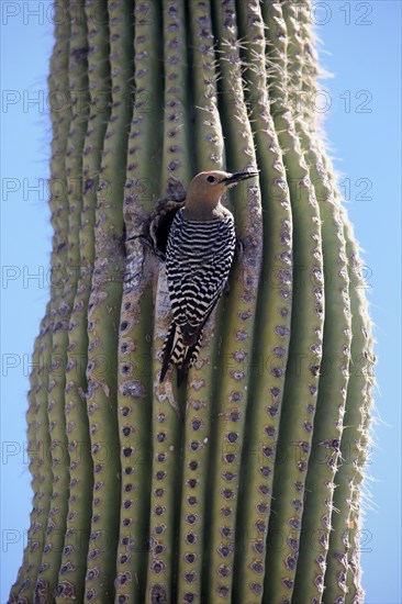 Gila woodpecker (Melanerpes uropygialis), adult, male, at breeding den, on saguaro cactus, Sonoran