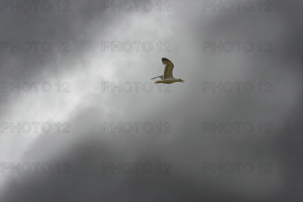 A seagull flies in front of a cloudy, grey sky, crater lake Lagoa do Fogo, Caldeiras, Sao Miguel