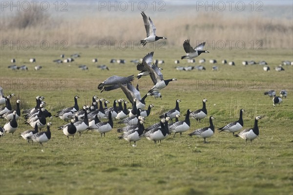 Barnacle Geese (Branta leucopsis), flock of adult birds on a field, alert and about to take off in