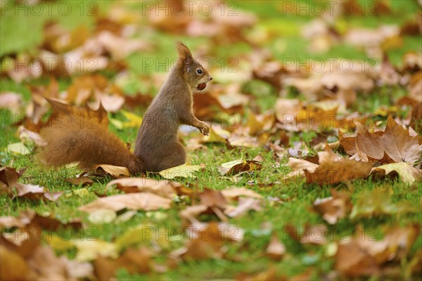 Eurasian squirrel (Sciurus vulgaris), standing in grass with autumn leaves and a nut in its mouth,