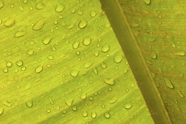 Close-up of a banana leaf with fine lines, distinctive texture and water droplets