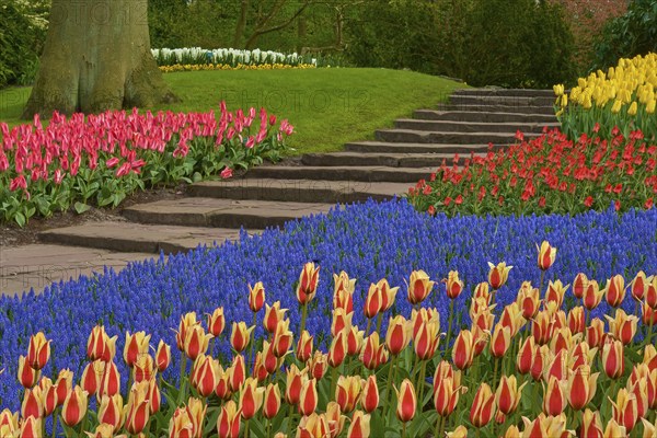 Steps of a park with tulips (Tulipa), and grape hyacinths (Muscari), fringed, spring, Keukenhof,