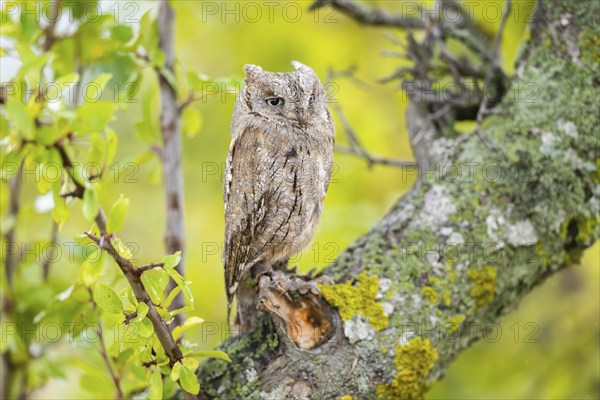 Eastern screech owl (Megascops asio) or Eastern screech-owl, captive, sitting on a branch with
