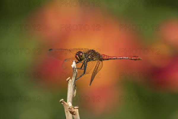 Ruddy darter dragonfly (Sympetrum sanguineum) adult male insect resting on a garden plant stem,
