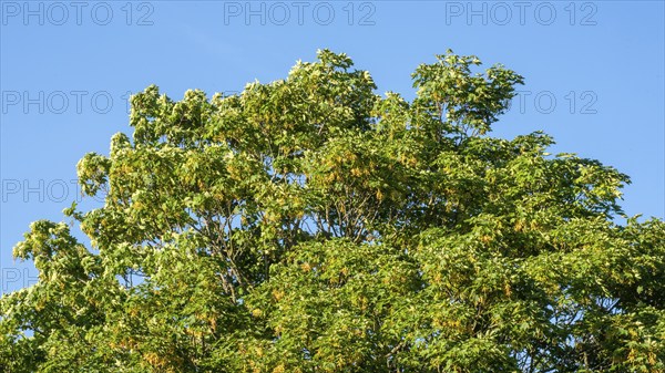 Wind in a Maple tree (Acer platanoides) leaf and fruit in Ystad, Scania, Sweden, Scandinavia,