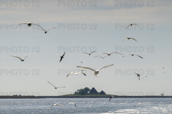 Seagulls in flight, in the background Hallig Hooge, North Frisia, Schleswig-Holstein, Germany,