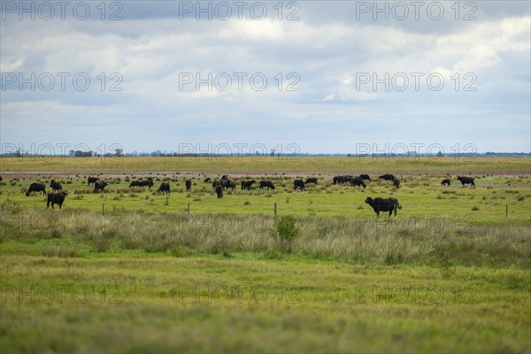 A vast landscape with a herd of water buffaloes under a cloudy sky, Lake Neusiedl National Park,