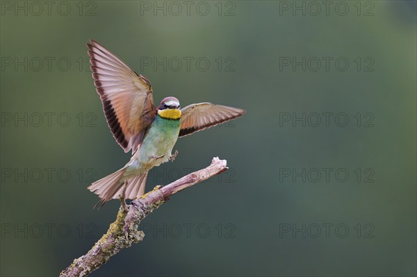 Bee-eater in flight (Merops apiaster) Lower Saxony, Germany, Europe