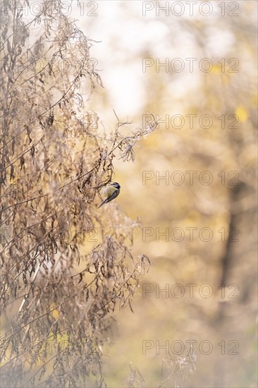 Blue tit (Cyanistes caeruleus) hanging in dried branches, looking for food, autumn, incidence of