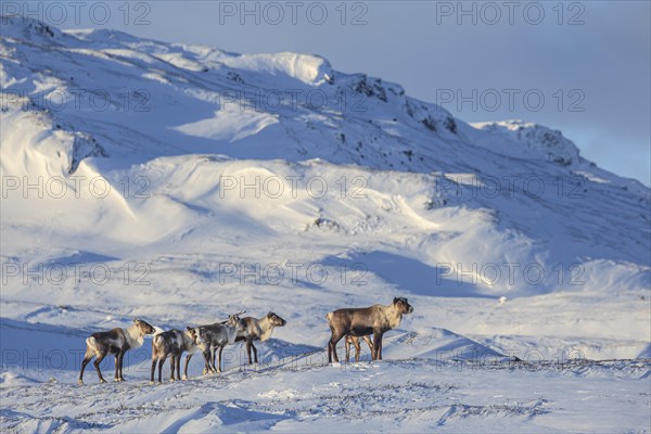 Reindeer, herd, standing in the snow, mountain landscape, Laponia, Lapland, Sweden, Europe