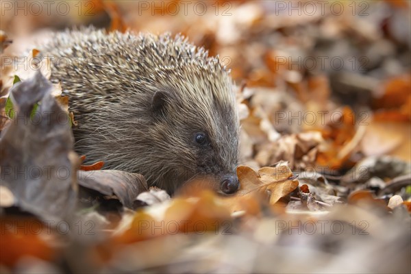 European hedgehog (Erinaceus europaeus) adult animal on a pile of autumnal leaves in the autumn,