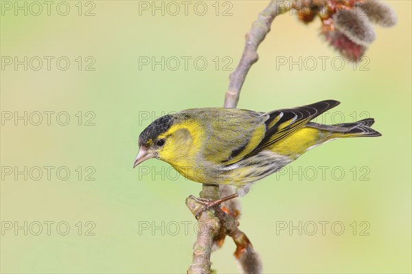 Eurasian siskin (Carduelis spinus) male sitting on a branch of a aspen (Populus tremula),