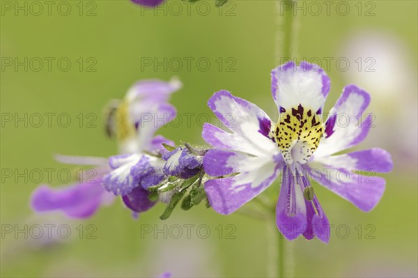 Butterfly flower (Schizanthus pinnatus), flower, ornamental plant, North Rhine-Westphalia, Germany,