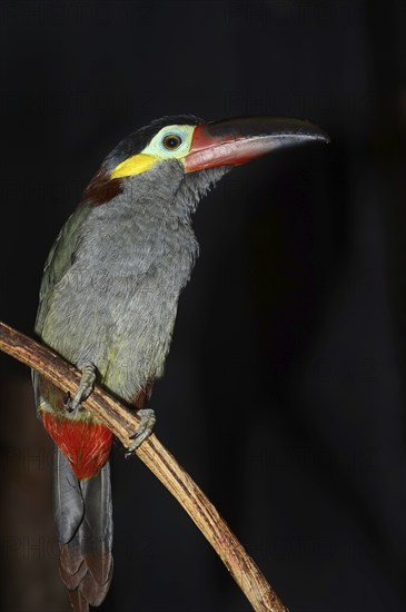 Pepper-eater (Selenidera piperivora, Selenidera culik), female, captive, occurrence in South