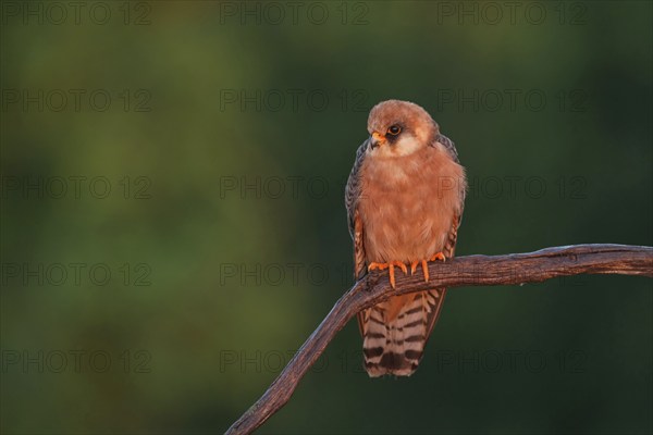 Red-footed Falcon, (Falco vespertinu), perching station, falcon family, Tower Hide, Tiszaalpár,