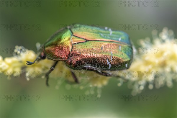 Golden crownwort (Cetonia aurata) on a chestnut blossom. Bas Rhin, Alsace, France, Europe