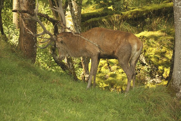 Red deer (Cervus elaphus) stag working on a branch lying on the ground during the rut, Allgäu,
