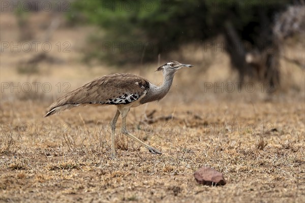 Giant bustard, kori bustard (Ardeotis kori), adult, running, foraging, alert, Kruger National Park,