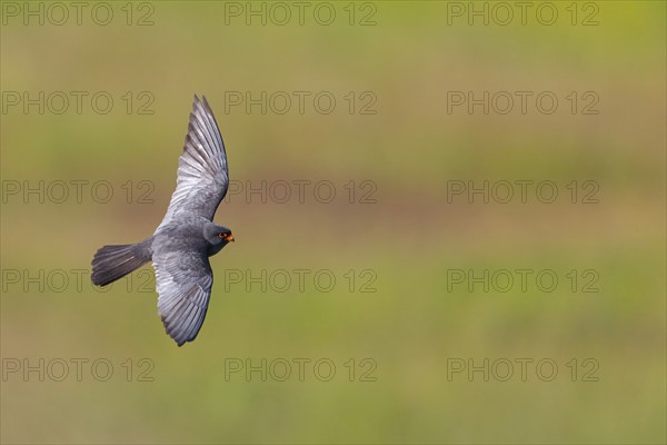 Red-footed Falcon, (Falco vespertinu), flight photo, falcon family, Tower Hide, Tiszaalpár,