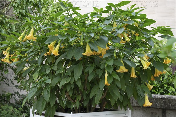 Flowering angel's trumpet (Brugmansia suaveolens) Lower Franconia, Bavaria, Germany, Europe