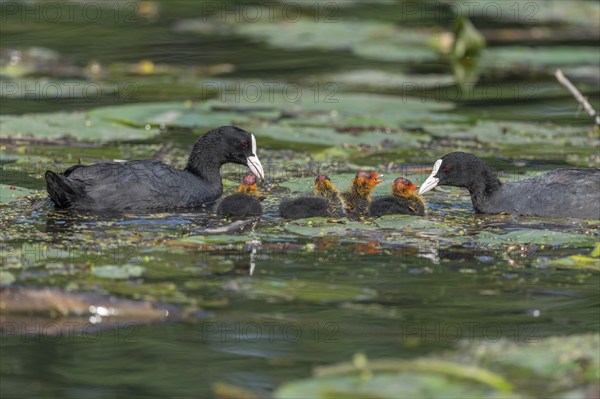 Eurasian burbot (Fulica atra) feeding its chicks. Bas Rhin, Alsace, France, Europe