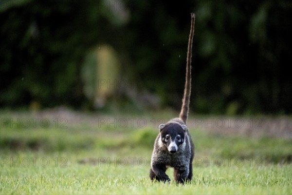 White-tailed coati (Nasua narica), adult, tail in the air, in a meadow, looking into the camera,