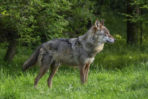 Moulting, molting Eurasian wolf, grey wolf (Canis lupus lupus) shedding fur in spring