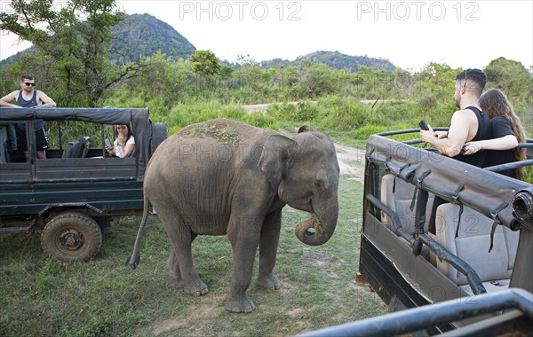 Sri Lanka elephant or Ceylon elephant (Elephas maximus maximus) on a safari jeep in the evening