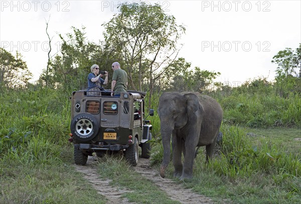 Sri Lanka elephant or Ceylon elephant (Elephas maximus maximus) on a safari jeep in the evening