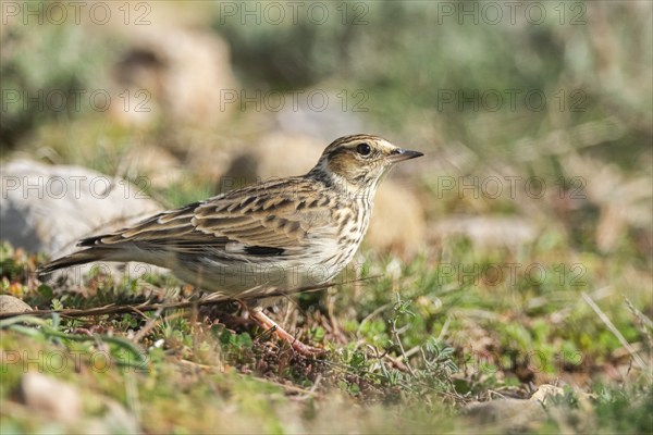 Woodlark or wood lark (Lullula arborea), on a meadow, Pyrenees, Catalonia, Spain, Europe