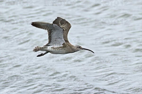 Eurasian curlew (Numenius arquata), in flight over the sea, Texel, West Frisian Islands, province