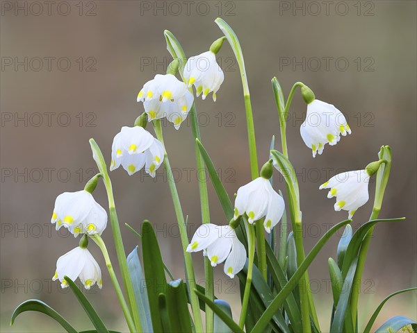 Spring snowdrop (Leucojum vernum), March snowdrop, March bell, large snowdrop. Amaryllis family