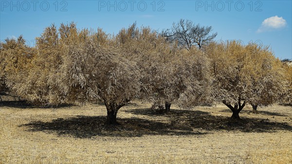 Burnt trees in a meadow under a clear sky, landscape characterised by drought and summer, forest