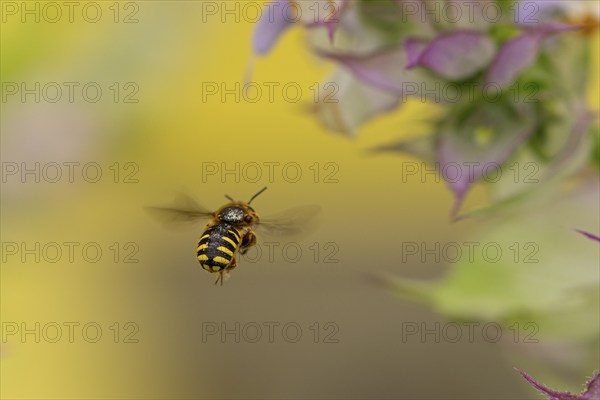 Bee (Apiformes) flying near petals of clary (Salvia sclarea), Ternitz, Lower Austria, Austria,