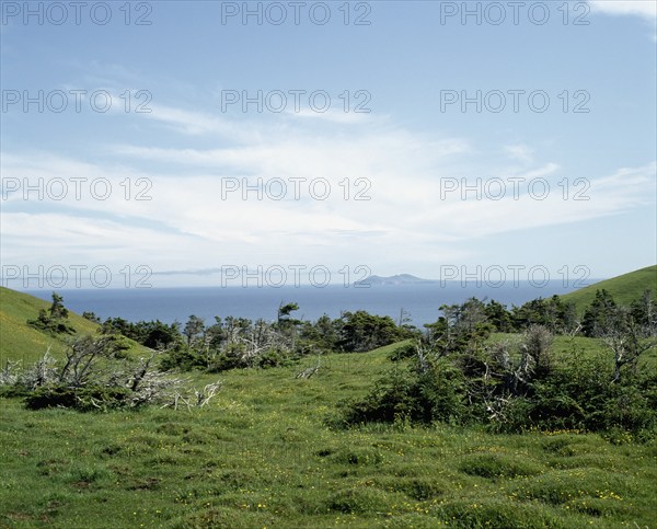Evergreen trees growing in grassy field in summer, Havre-aux-Maisons, Magdalen Islands, Quebec,