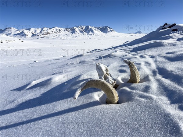 Skull of a Marco Polo sheep (Ovis ammon polii), Pamir-Argali, Pamir wild sheep, Pamir plateau,