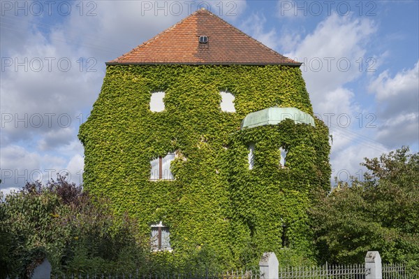 Villa overgrown with Wild Vine (Parthenocissus tricuspidata), Löpsinger Graben, Nördlingen,