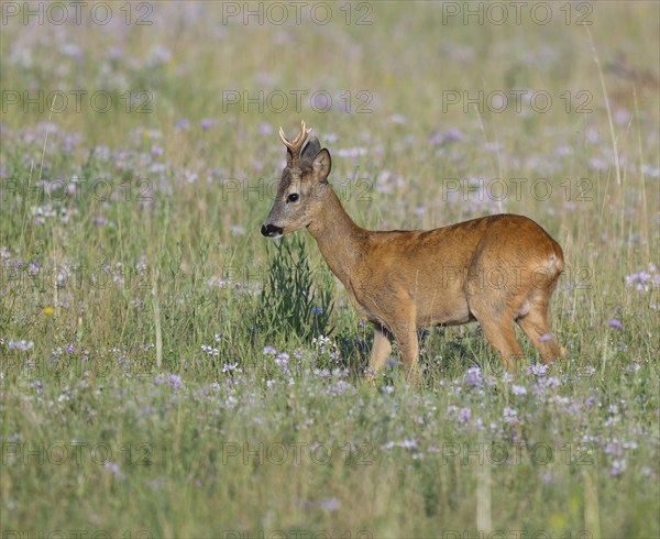 Roe deer (Capreolus capreolus), roebuck standing in a meadow with clover (Trifolium), wildlife,