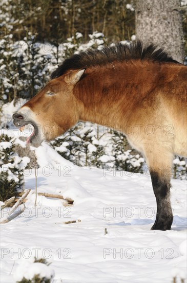 Przewalski's horse yawning in the snowy forest, showing teeth, natural environment, Przewalski's