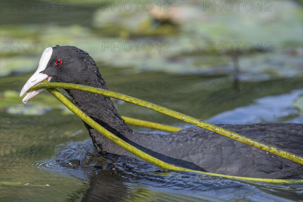 Eurasian burbot (Fulica atra) bringing a water lily to its nest. Bas Rhin, Alsace, France, Europe