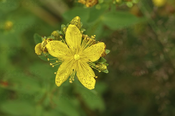 Common St John's wort (Hypericum perforatum), spotted St John's wort or common St John's wort